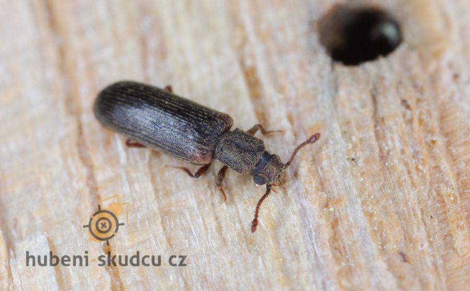 dřevokazný hmyz - hrbohlav parketový -(Lyctus linearis)